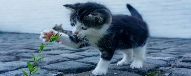 猫咪讨厌什么味道(猫咪最讨厌的味道有哪些)