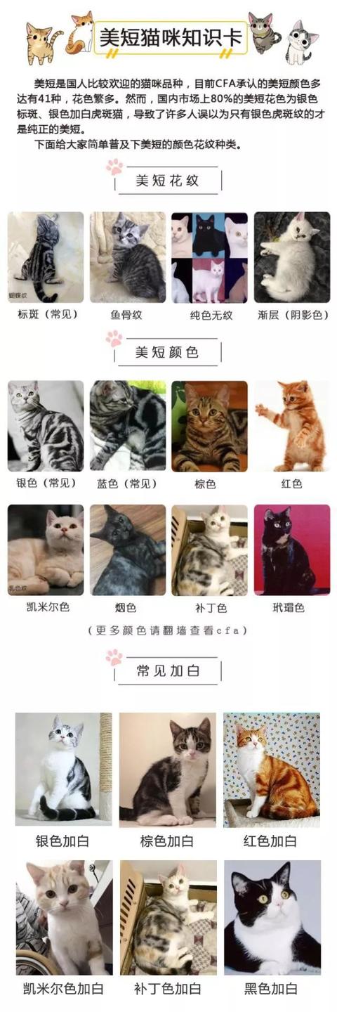 北美洲短毛猫图片(北美洲短毛猫价格多少)