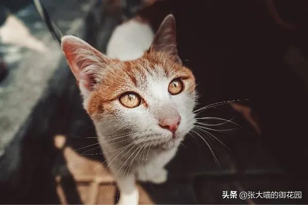 猫吃完就吐是怎么回事(猫咪吃完就吐是什么原因)