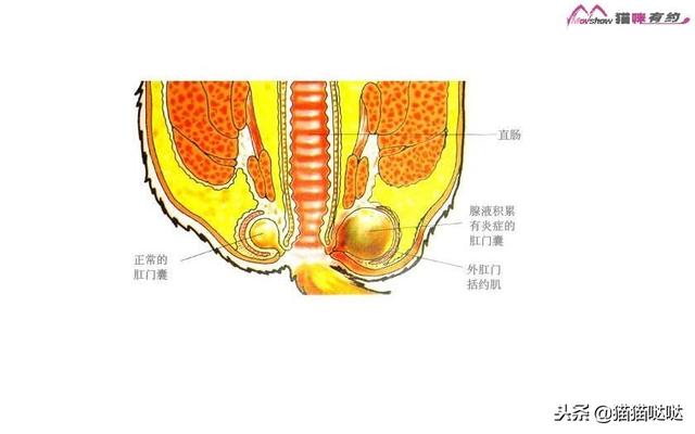 猫肛门腺一定要挤吗(猫肛门腺怎么挤)