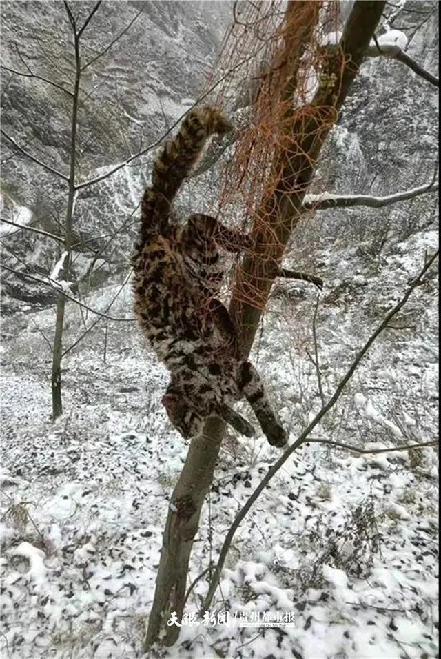 豹猫是几级保护动物(野生豹猫是几级保护动物)