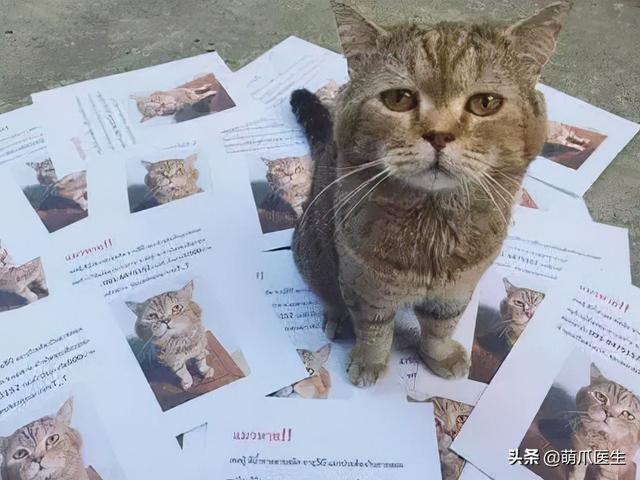 猫丢了怎么办(猫丢了怎么找最有效)