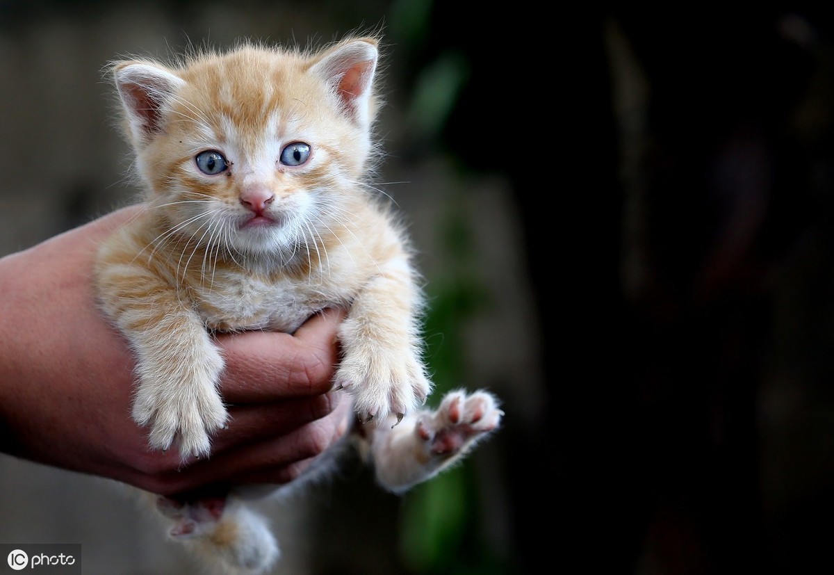 小猫几个月可以送人(一般小猫几个月可以送人)