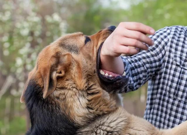 猫有狂犬病吗(家养的猫有狂犬病吗)