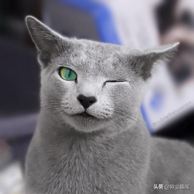 俄罗斯蓝猫的优缺点(俄罗斯蓝猫特征)