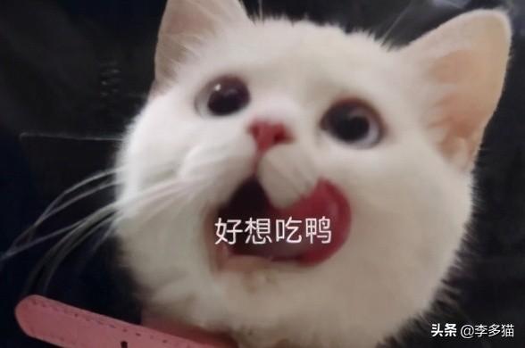 猫咪体内驱虫(猫咪体内驱虫注意事项)