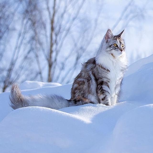 最好养的猫的排行榜(什么猫最好养)