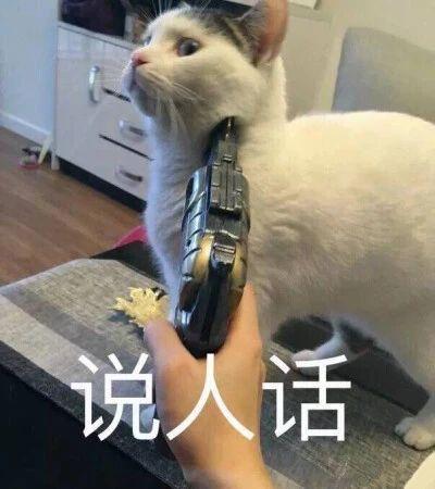 没有毛的猫叫什么品种(没有毛的猫叫什么名字)