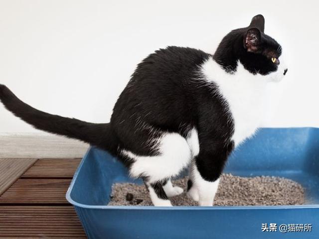 猫乱拉屎的原因是什么(猫乱拉屎是什么情况)