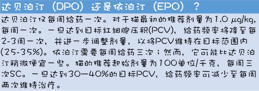 猫咪非再生性贫血的诊断和治疗建议