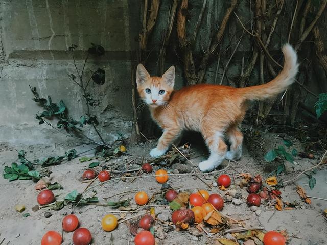 猫的尾巴竖起来是为什么(猫咪尾巴竖起来怎么回事)