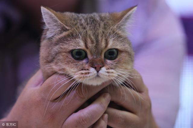 如何杜绝猫爬床上(防止猫爬床最有效的方法)