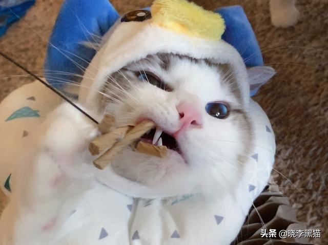 猫咪绝育手术后注意事项(猫咪绝育手术后注意事项有哪些)