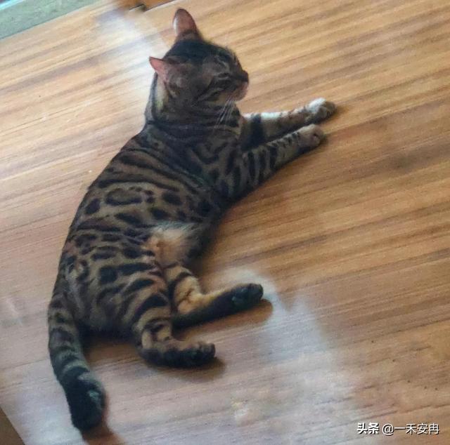 孟加拉豹猫好养吗(孟加拉豹猫智商)