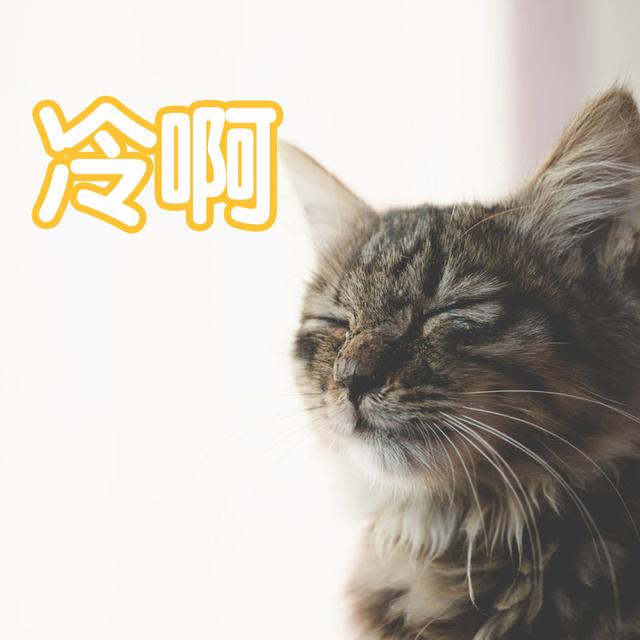 宠物猫排名(宠物猫排名前十)