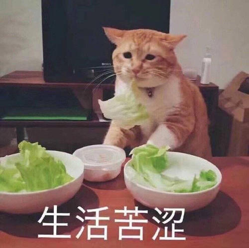 猫咪需要吃蔬菜吗 给猫咪吃鸡胸肉优缺点