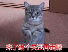 有着“猫中贵族”之称的波斯猫，为什么越来越少人养？