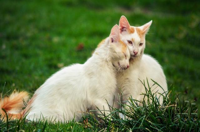 猫的生殖器官(猫的生殖系统解剖特征)