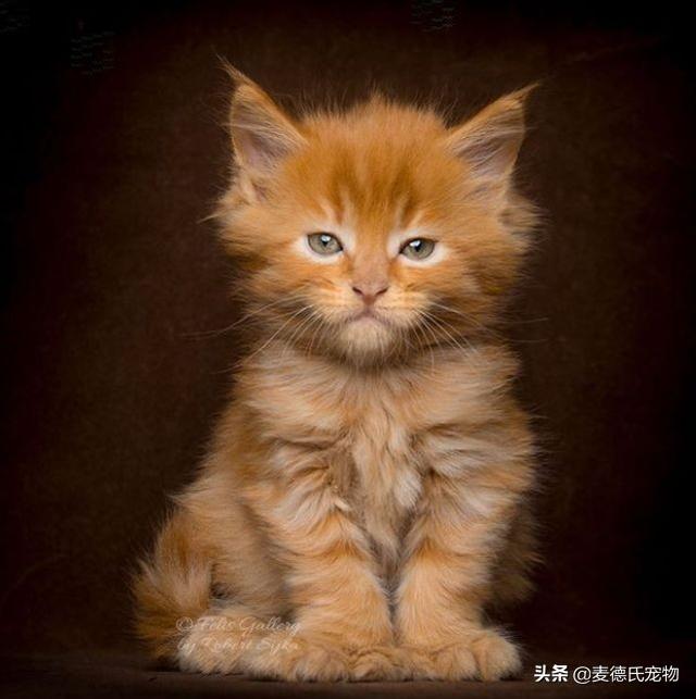 缅因猫能长多大(成年缅因猫能长多大)