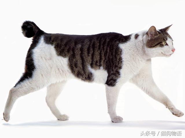 日本短毛猫三色猫(日本短毛猫图片)