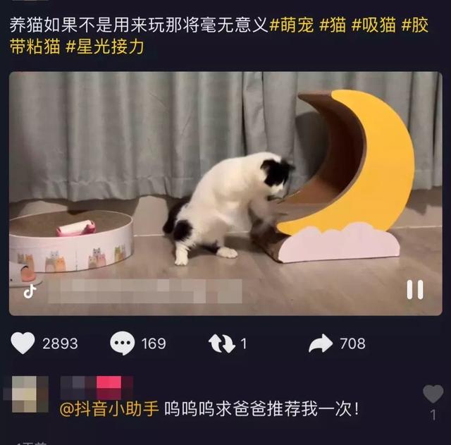 后院猫是什么意思(后院猫是什么猫)