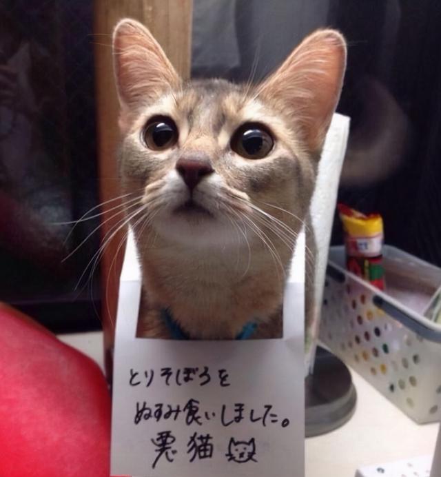 怎么训练猫咪听话(怎么训练猫咪听话叫它它就过来)