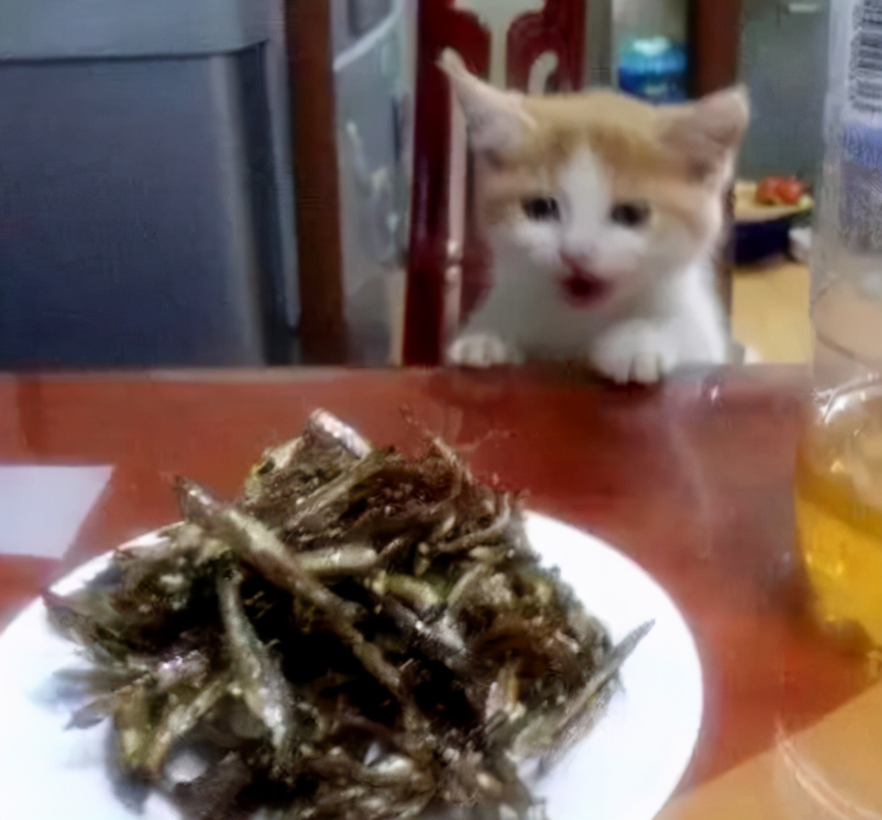 猫最爱吃的10种食物(猫最爱吃的10种食物图片)