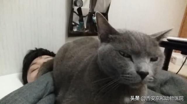 猫为什么用屁股对着人(为何猫咪喜欢用屁股对着主人)