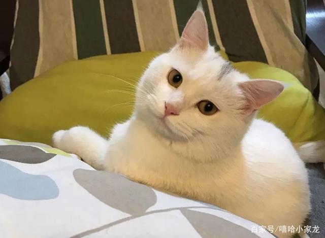 猫为什么咬主人？可能是表达爱意，还可能是太生气