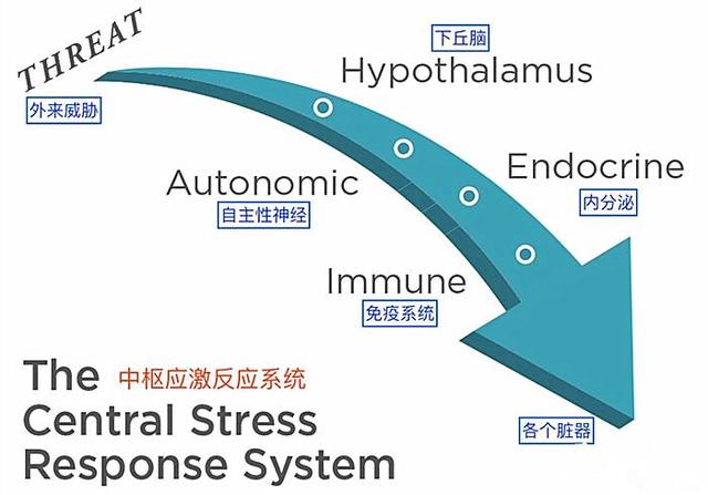 猫咪尿频是什么原因(猫咪尿频能自愈吗)