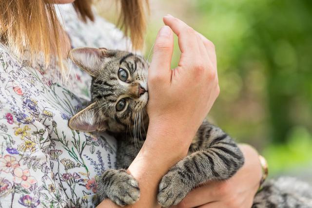 家猫抓伤要不要打狂犬疫苗(被自家猫抓伤要打狂犬疫苗吗)