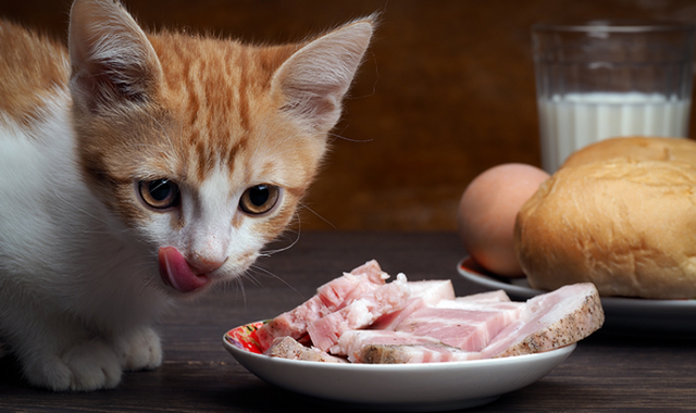 猫咪挑食不吃猫粮怎么办(猫咪挑食怎么办)