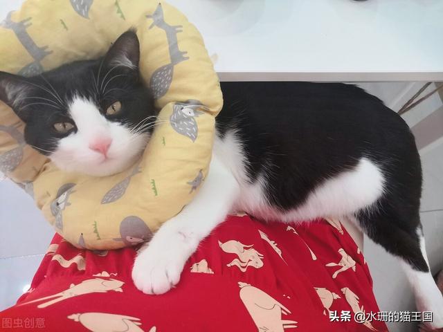 猫猫发情的时候可以绝育嘛(猫咪发情期间能绝育么)