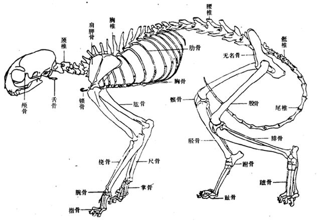 猫腿骨折和扭伤的区别在哪(猫腿骨折和扭伤的区别照片)