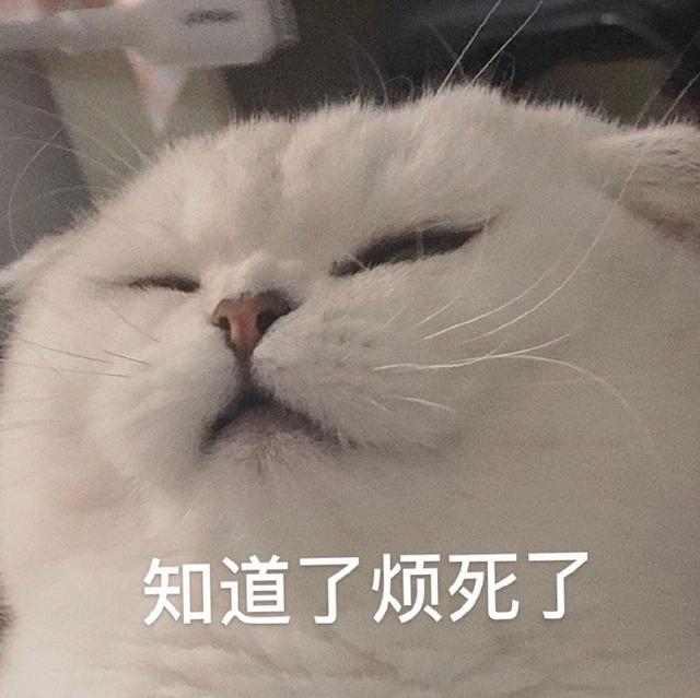 小猫表情包(小猫表情包沙雕)