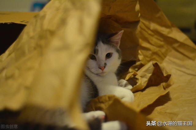 猫咪的生活习性有哪些(猫咪生活习性)