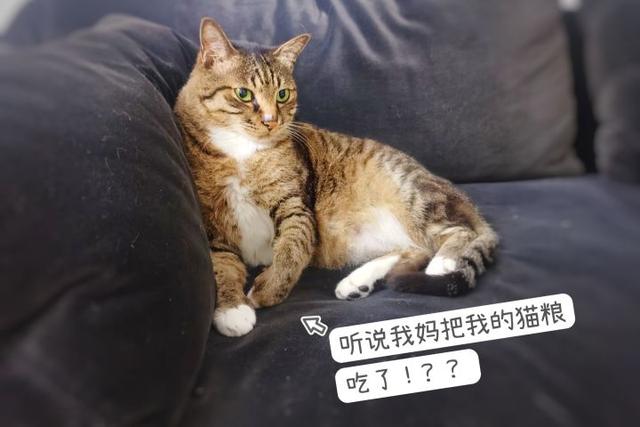 人可以吃猫粮吗(为什么人不能吃猫粮)