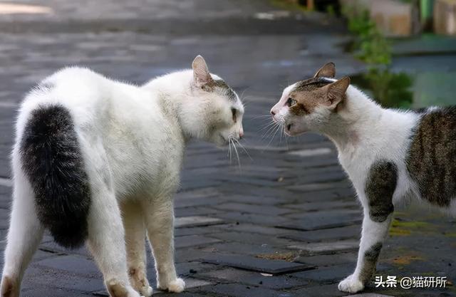 猫的耳朵为什么有两层(猫为啥耳朵有两层)