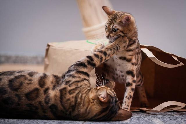 亚洲豹猫和孟加拉豹猫的区别(亚洲豹猫和孟加拉豹猫的区别在哪)