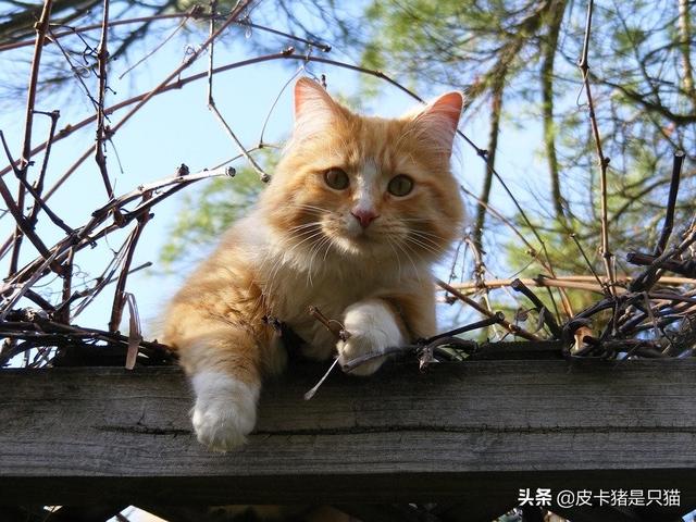 猫太粘人怎么办(猫太粘人一直叫怎么办)