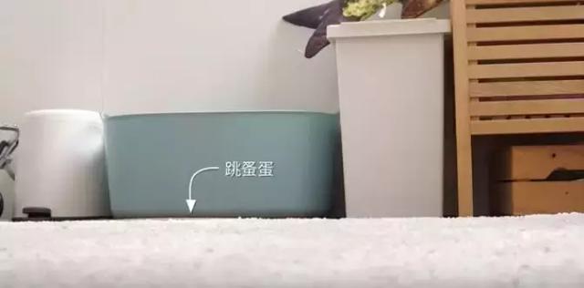 猫虱子跳到人身上怎么办(猫虱子怎么彻底去除最简单的方法)