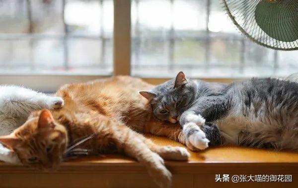 猫可以吃虾吗(猫可以吃虾壳吗)