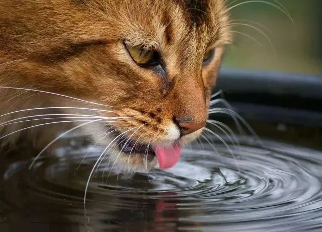 猫不喝水(猫不喝水怎么办)