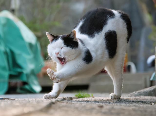 猫弓背身子蹭你还发声(猫弓背身子蹭你还发出呼噜声)