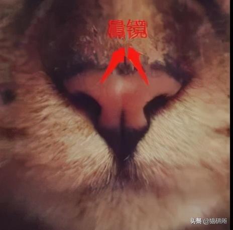 猫咪鼻子湿是怎么回事(猫咪鼻子湿是正常的吗)