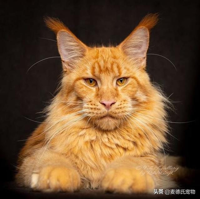 缅因猫能长多大(成年缅因猫能长多大)