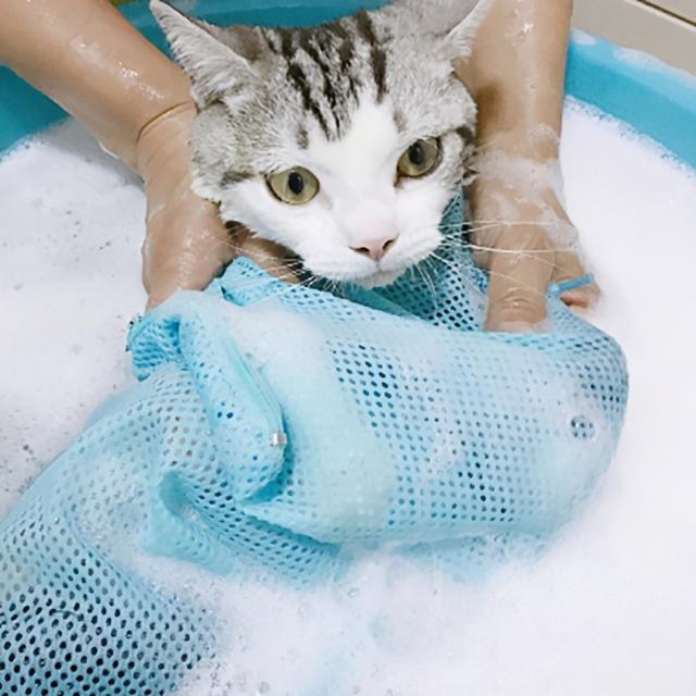 猫咪多久洗一次澡比较好(宠物猫咪多久洗一次澡比较好)