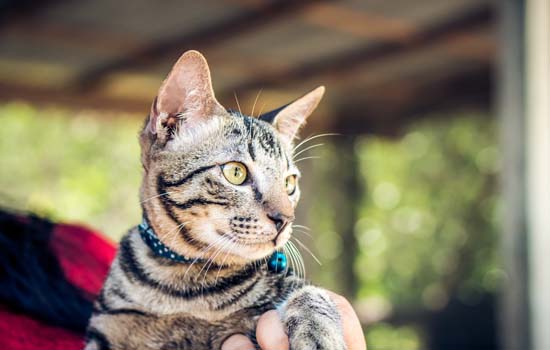 猫咪怀孕能吃驱虫药吗(不建议)