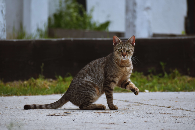 猫种类大全图片(猫种类大全图片及名称)