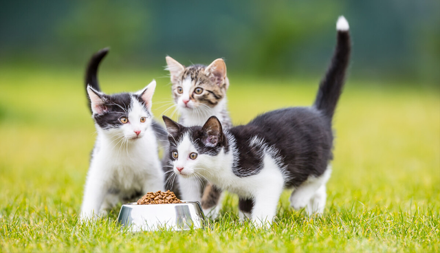 猫咪零食哪个牌子最好(宠物猫零食哪个品牌好)